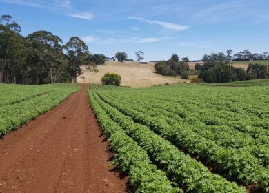 Мировые цены на минеральные удобрения не упадут до конца 2023 года