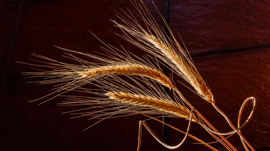 Урожай зерна в Кемеровской области планируется на уровне 1,7 млн. тонн