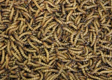 Отходам сверчковых ферм нашли применение на полях