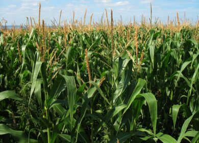 Sakata Seed America расширится в Мексике