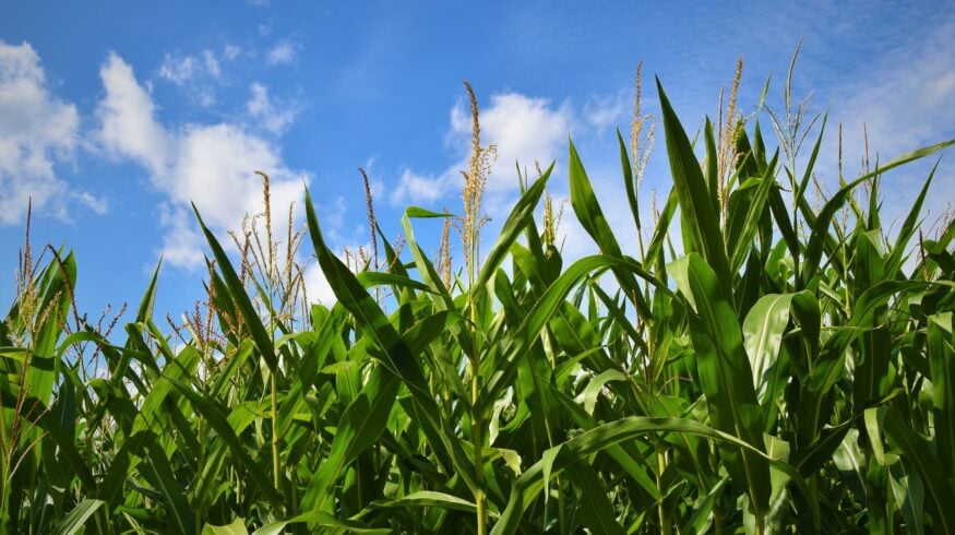 Bayer создает устойчивую к вредителям кукурузу