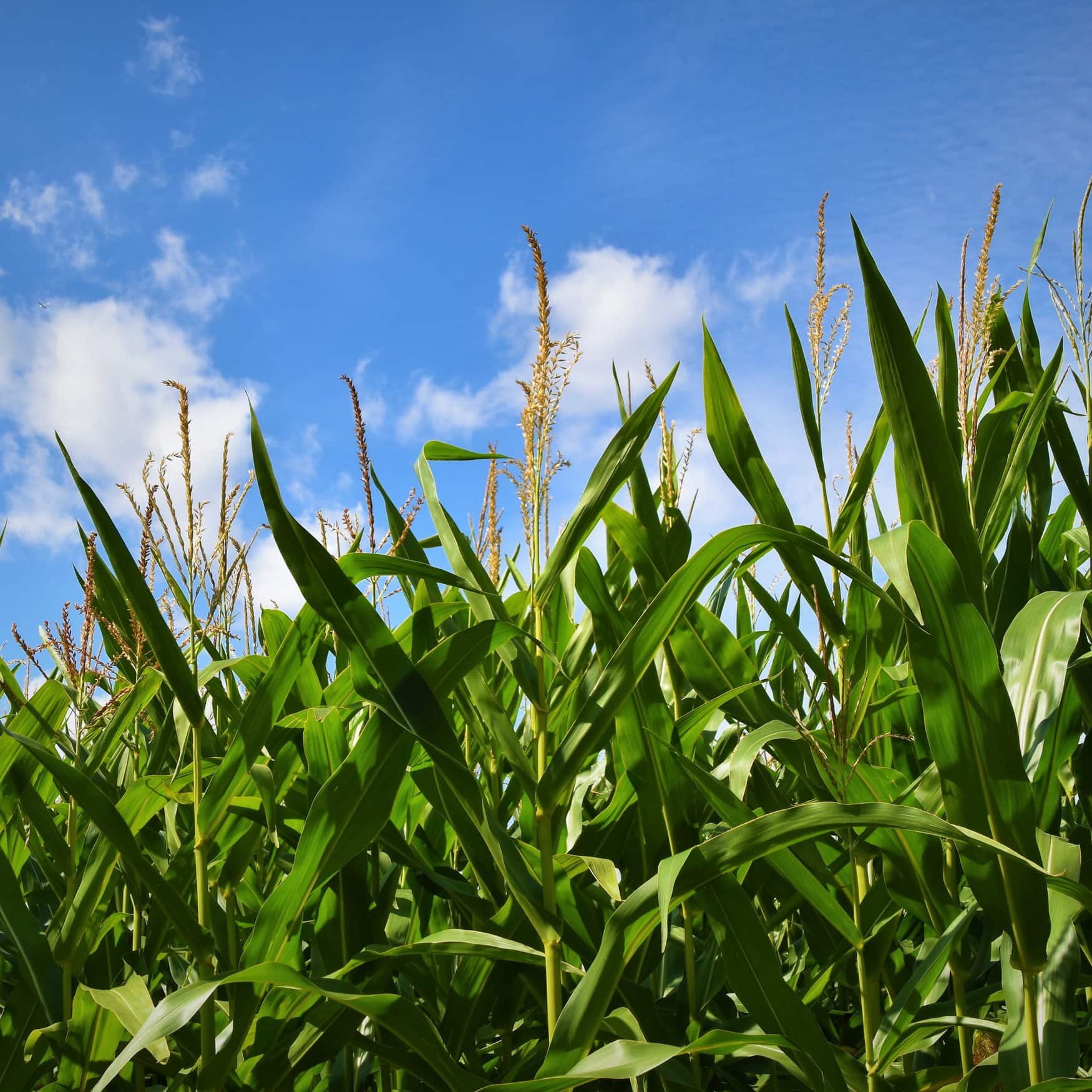 Bayer создает устойчивую к вредителям кукурузу