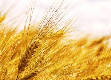 В Великобритании испытают два перспективных сорта ячменя