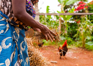 Гана вынуждена переходить на органическое земледелие