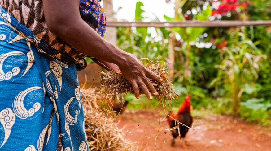 Гана вынуждена переходить на органическое земледелие