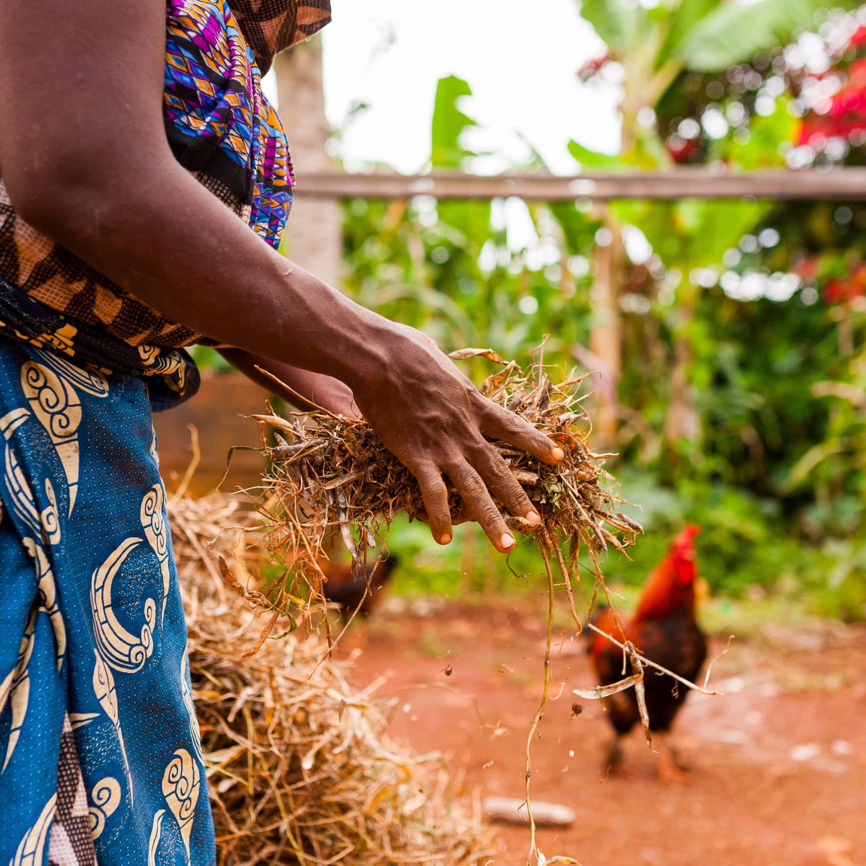 Гана вынуждена переходить на органическое земледелие