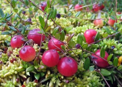 Выращивание клюквы на садовом участке