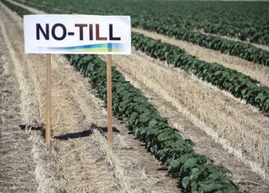 Система нулевой обработки почвы или технология No till