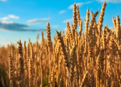 Посевные площади в Мордовии в 2022 году достигнут 766 тыс. га