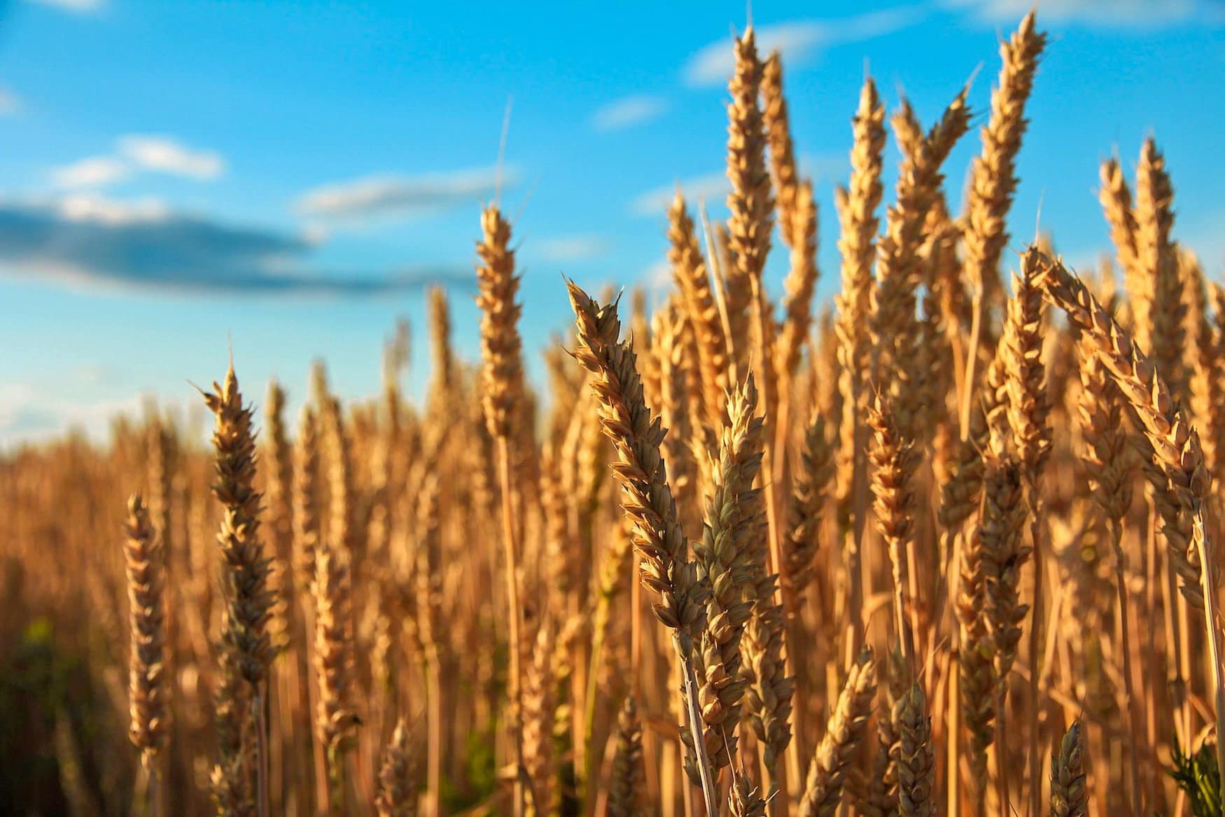 Посевные площади в Мордовии в 2022 году достигнут 766 тыс. га