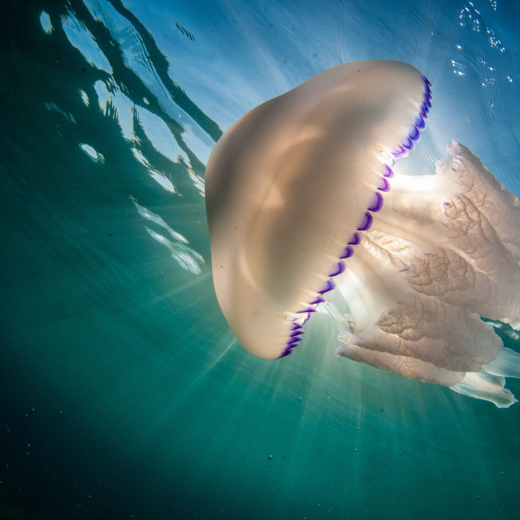 Вертикальные фермы стали возможны и под водой
