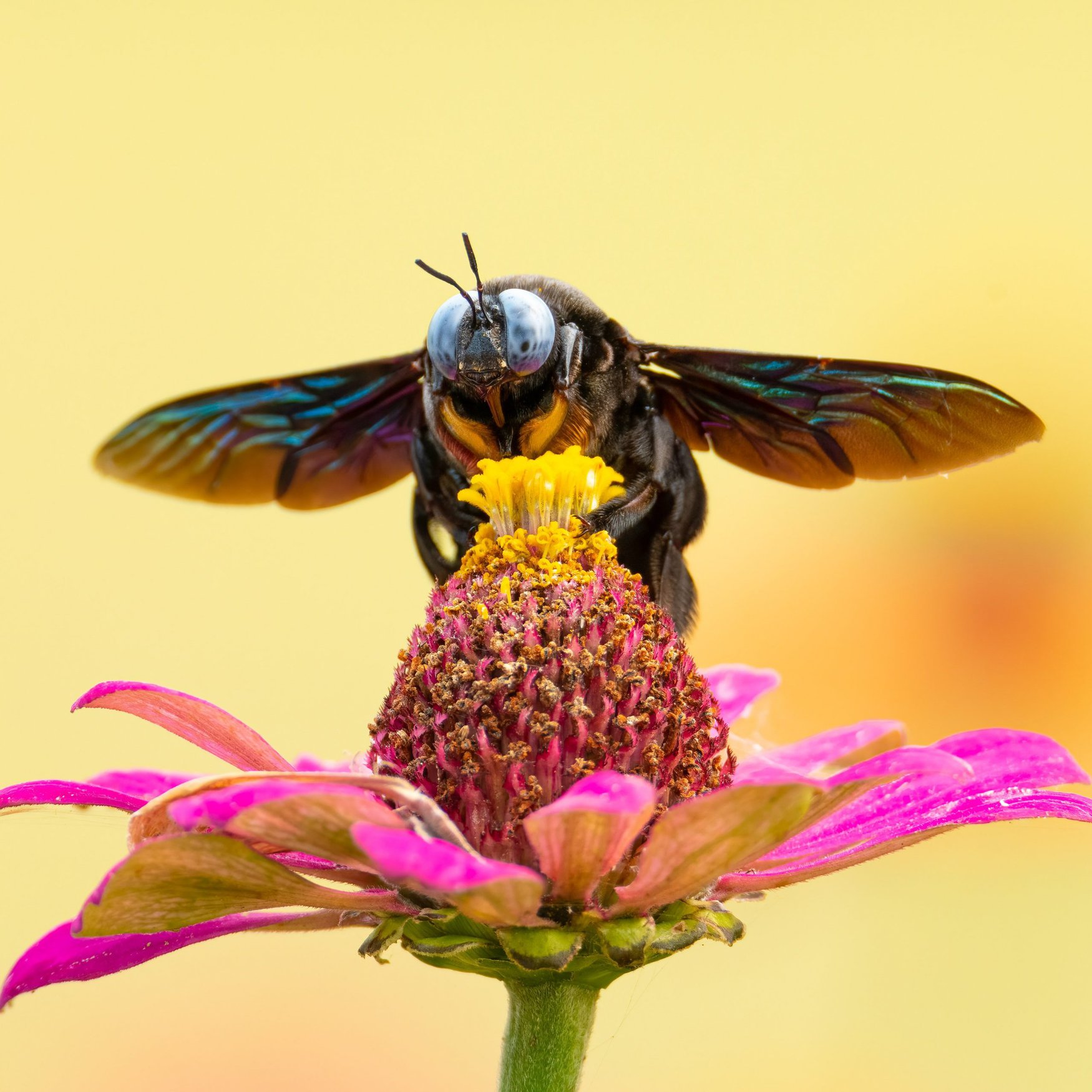 У сорняков нашлись полезные свойства