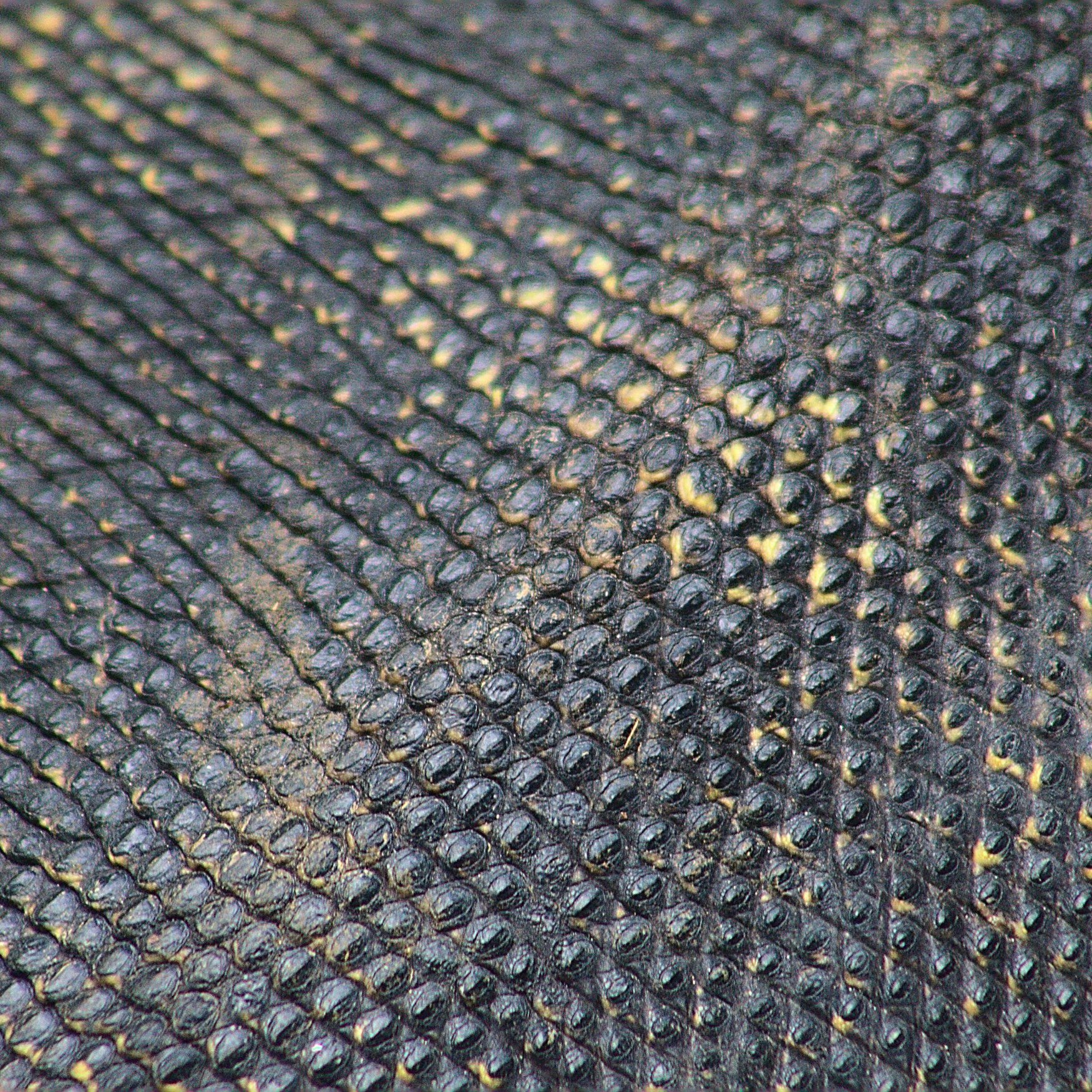 Учёные создали текстильную «броню» для растений