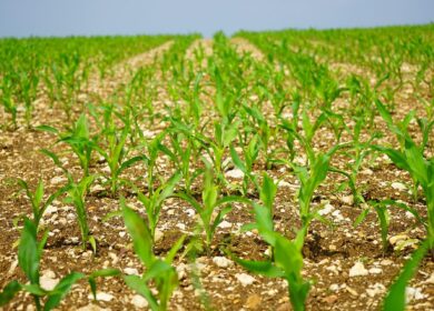 Sumitomo Chemical регистрирует новый гербицид