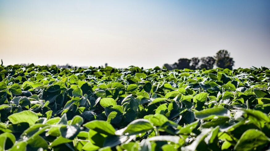 Amvac и BASF помогут фермерам увеличить урожай сои