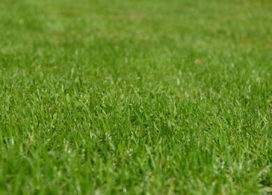 Prime Source выводит на рынок новый фунгицид