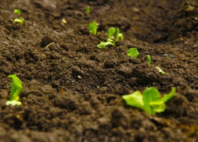 В Башкортостане начался весенний сев