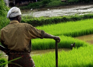 На рынке Индии ожидается подорожание агрохимикатов