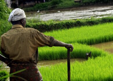 В Индии создали азотные наноудобрения