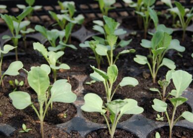 Certis Biologicals увеличит продажи перспективного нематоцида