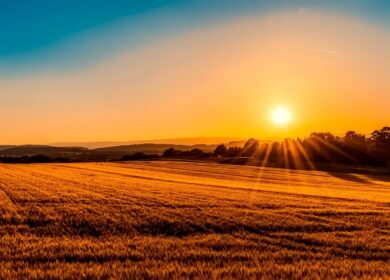 Площадь ярового сева в Смоленской области достигнет 170 тыс. га
