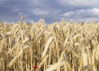 Ученые совершили прорыв в изучении пшеницы