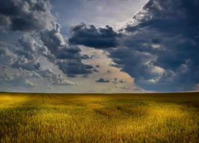 Посевы яровых культур в Краснодарском крае почти не изменились