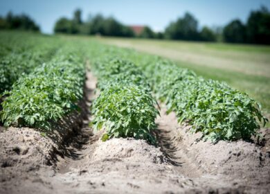 «ФосАгро» и FAO запускают «Русолан»