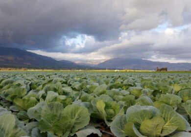 В США запретят продажу сильнодействующего гербицида