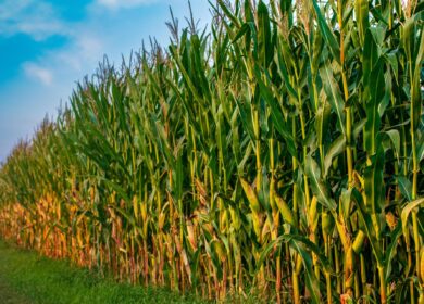 В Европейском Союзе может снизиться урожай зерновых культур