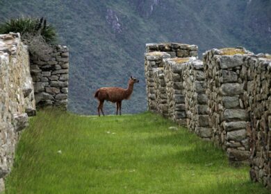 Перу планирует закупить фосфорные удобрения в Марокко