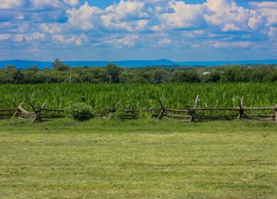 Tessenderlo Group построит новый завод