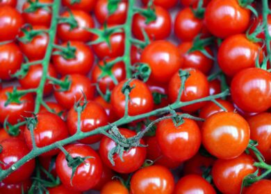 AgroShield создала два биофунгицида