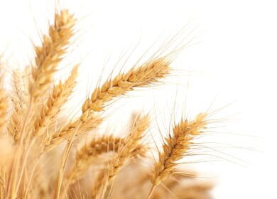 Сбор пшеницы в России может составить 87 млн. тонн