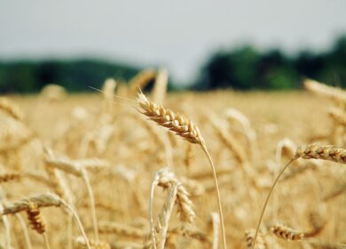 В Канаде ожидается рост урожая зерновых культур