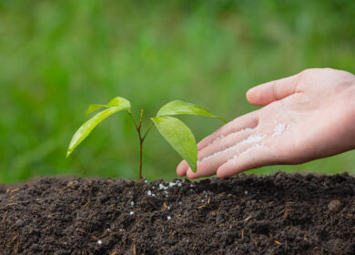 Россия увеличила производство азотных и фосфорных удобрений