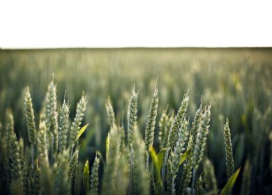 Soilgenic Technologies разработала новый ингибитор карбамида