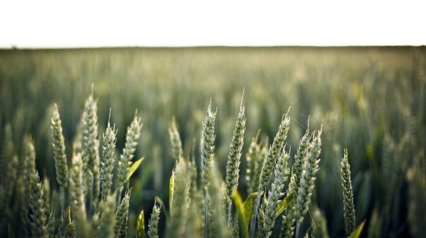 Soilgenic Technologies разработала новый ингибитор карбамида