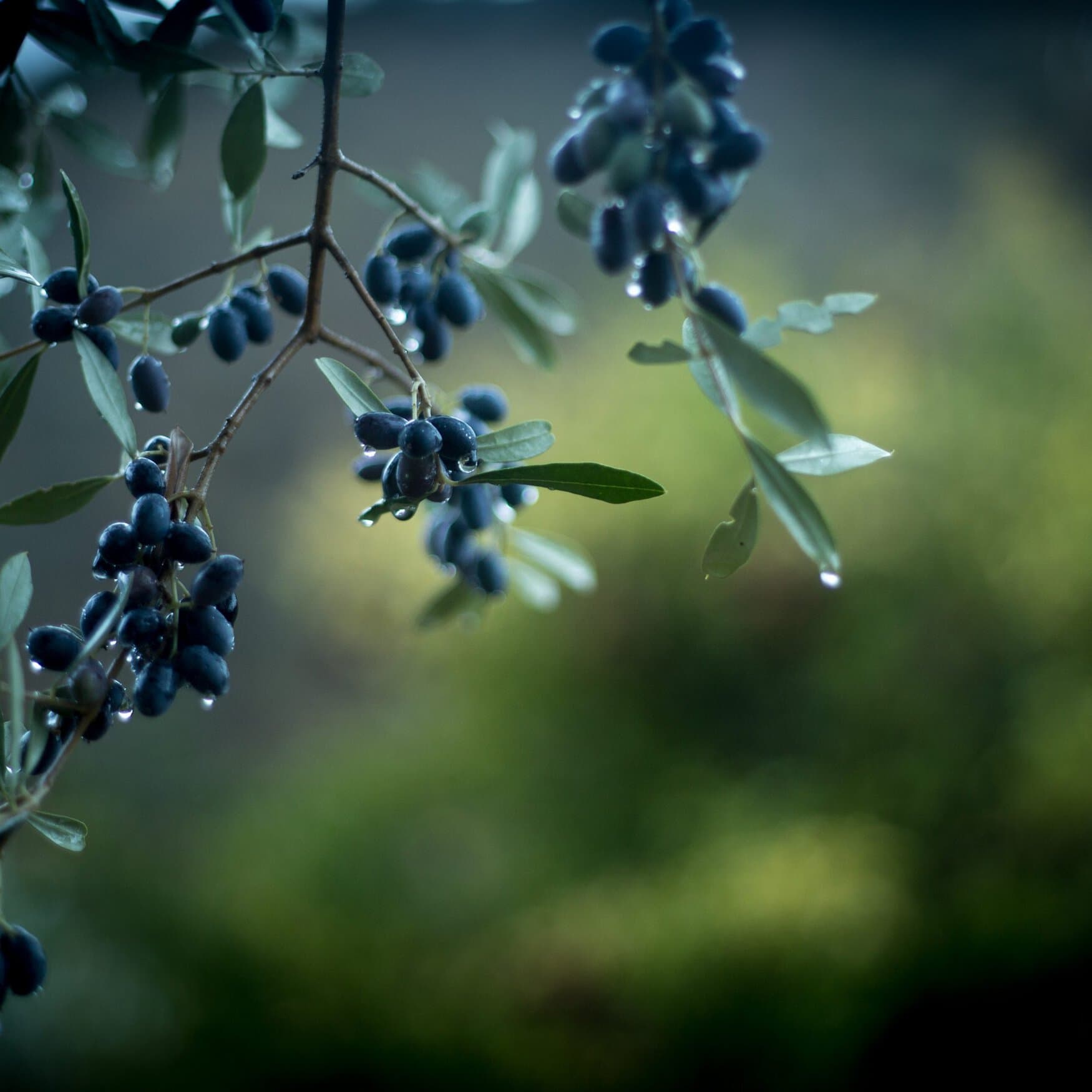 OCP Group и Fertinagro Biotech создадут совместное предприятие