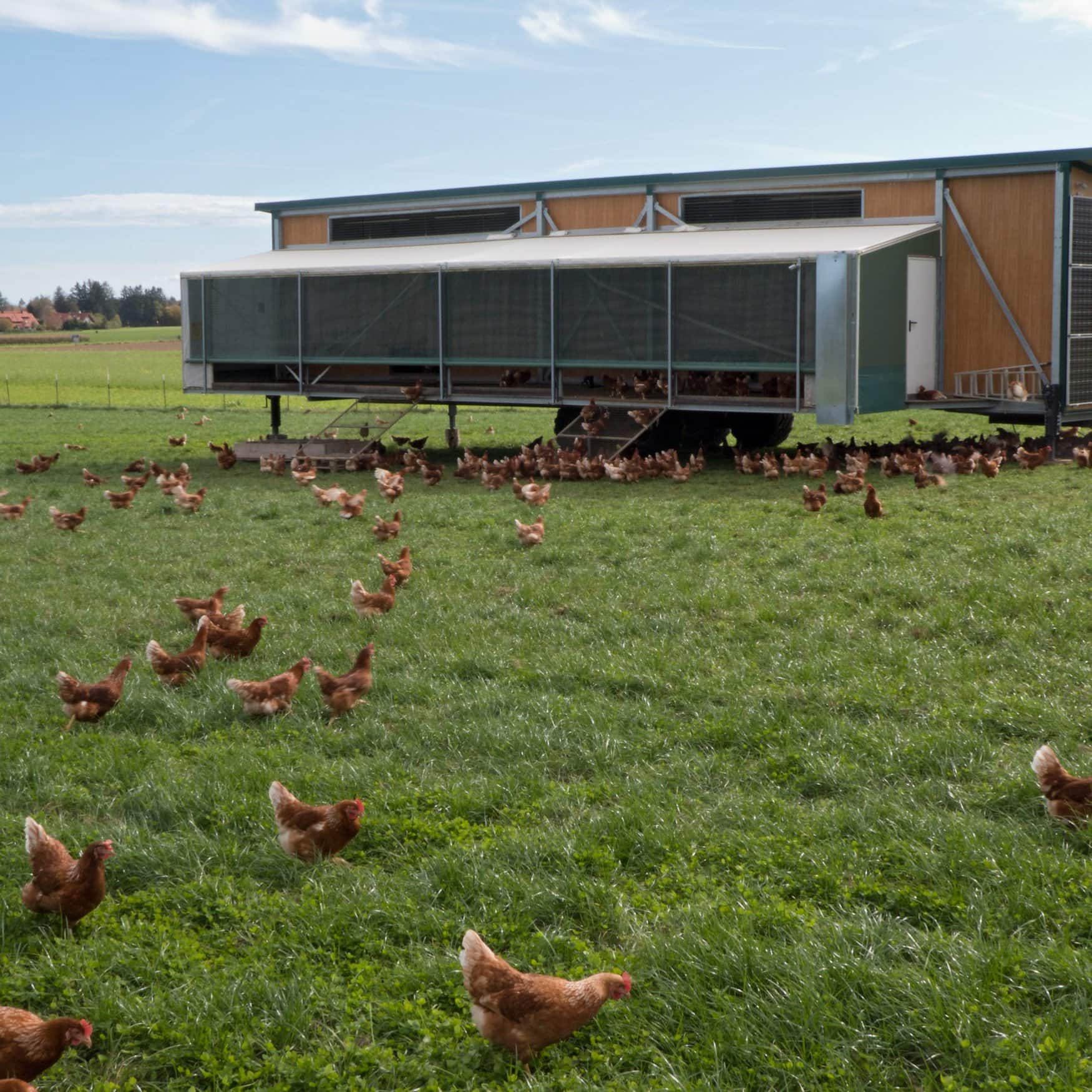 Pasturebird создала роботизированный курятник