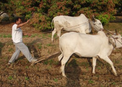Dhanuka Agritech выводит на рынок новые препараты
