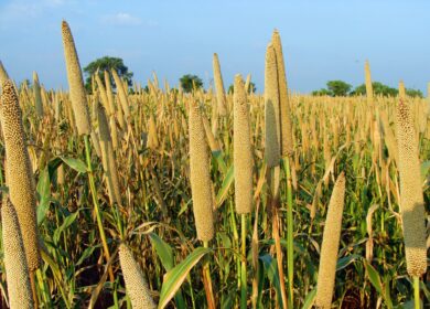 Минеральным удобрениям подобрали замену в Нигере