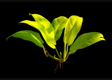 Groundwork BioAg стала акционером давнего партнера