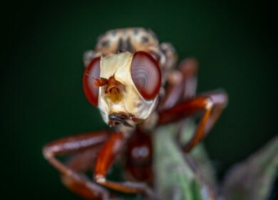 В США начали испытания ос-паразитов