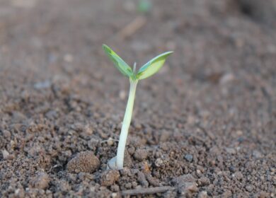 Iffco запатентовала два наноудобрения