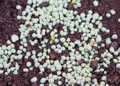 Российские аграрии закупят 5 млн. тонн минеральных удобрений