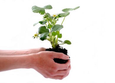 Bioline Agroscience разработала новый биостимулятор