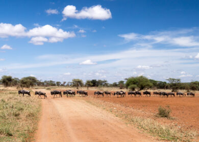 Agrami Afrika модернизирует сельское хозяйство Танзании