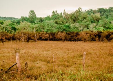 Аргентина делает ставку на органическое земледелие