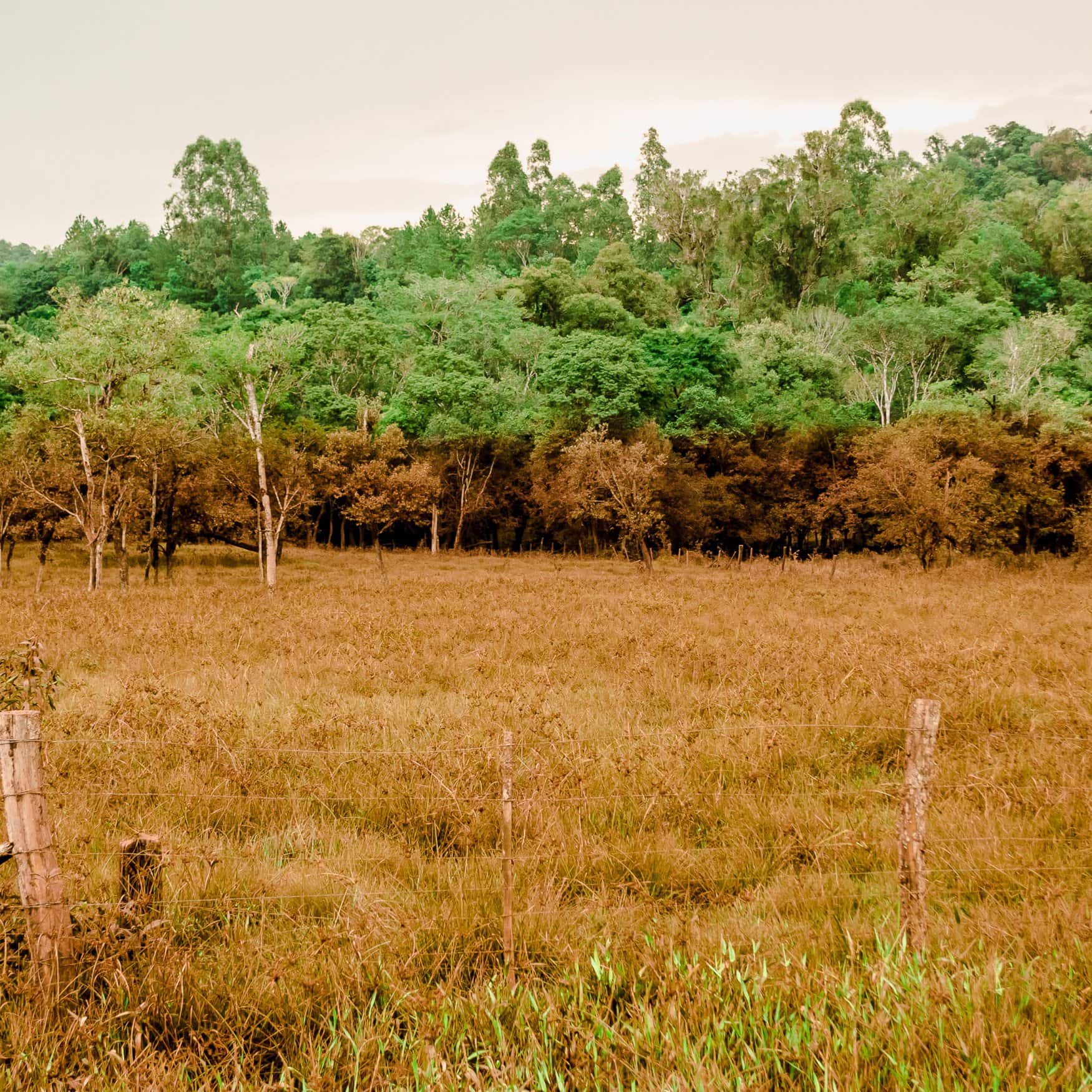 Аргентина делает ставку на органическое земледелие